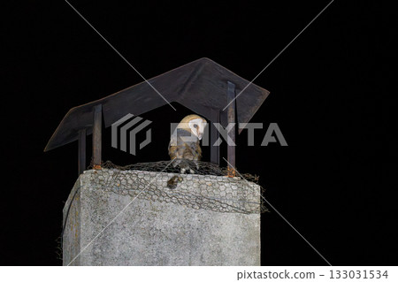 Mysterious Barn Owl Perched on Rustic Chimney Mysterious Barn Owl Perched on Rustic Chimney 133031534