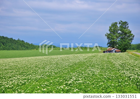 Potato field Potato field 133031551
