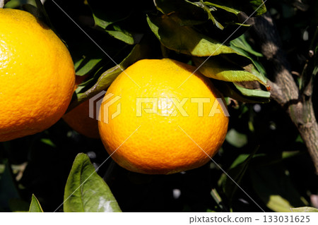 Mandarin oranges are ready to eat Mandarin oranges are ready to eat 133031625
