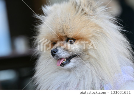 Pomeranian with a cute smile 133031631