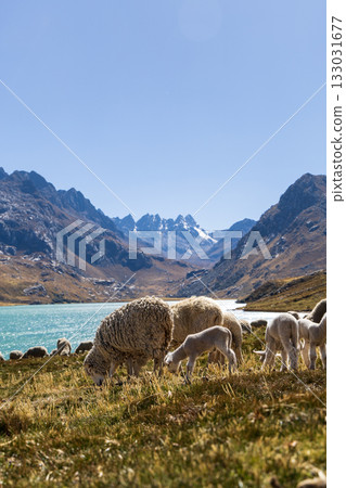 Aerial view of the Querococha lagoon, in the Ancash region. 133031677