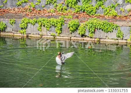 Wigeon flapping its wings, Lake Biwa Canal, Kyoto City 133031755
