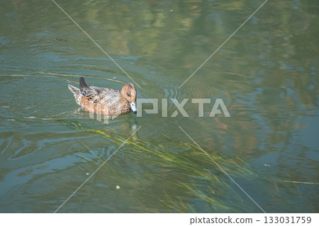 Wigeon swimming in the Lake Biwa Canal, Kyoto City 133031759