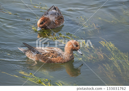 Wigeon eating aquatic plants, Lake Biwa Canal, Kyoto City 133031762