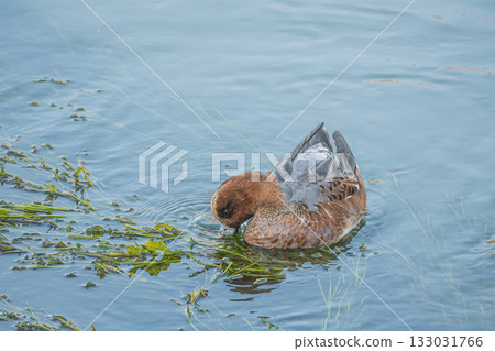 Wigeon on the Lake Biwa Canal, Kyoto City 133031766