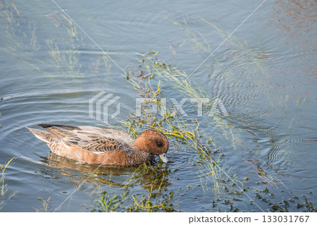 Wigeon on the Lake Biwa Canal, Kyoto City Wigeon on the Lake Biwa Canal, Kyoto City 133031767