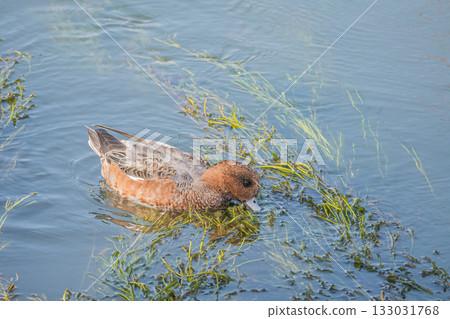 京都琵琶湖運河，赤頸鴨正在吃水生植物 133031768
