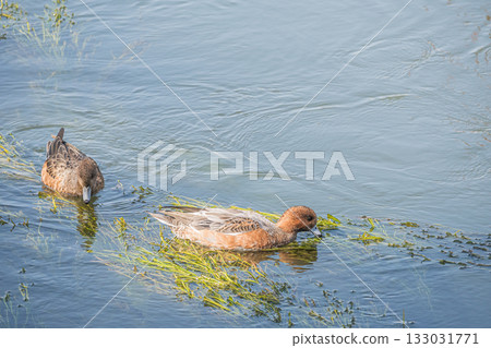 Wigeon on the Lake Biwa Canal, Kyoto City 133031771