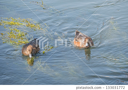 Wigeon on the Lake Biwa Canal, Kyoto City 133031772