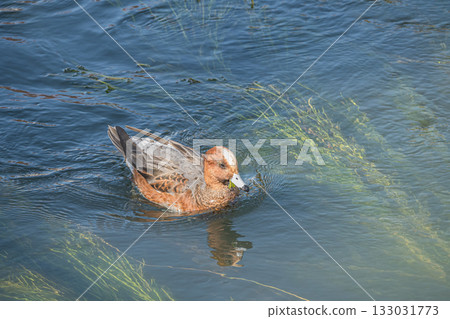 京都琵琶湖運河上的野鴨 133031773