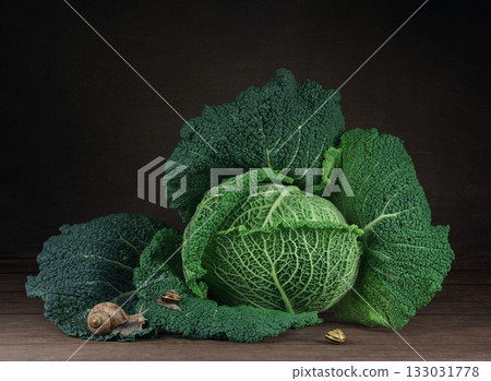 Garden snail, Helix aspersa, is sitting on cabbage in the gardenn, leaves with holes, eaten by pests  133031778
