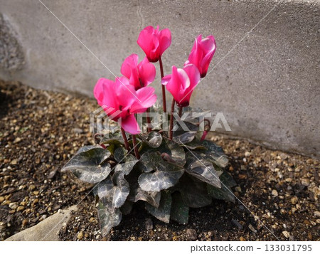 仙客來鮮花 133031795