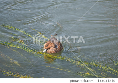 京都琵琶湖運河中游弋的野鴨 133031810