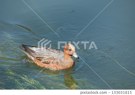 京都琵琶湖運河中游弋的野鴨 133031815