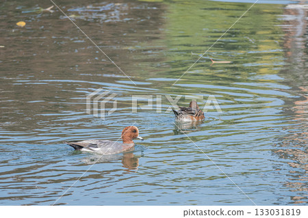 Wigeon swimming in the Lake Biwa Canal, Kyoto City Wigeon swimming in the Lake Biwa Canal, Kyoto City 133031819