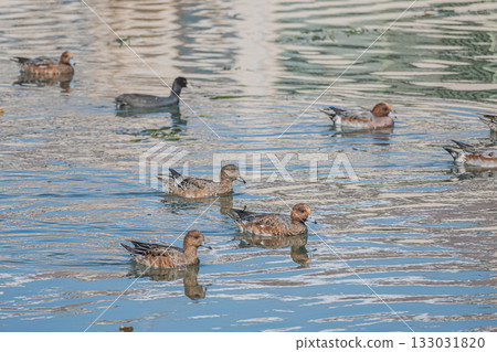 A flock of Wigeon swimming in the Lake Biwa Canal, Kyoto City 133031820