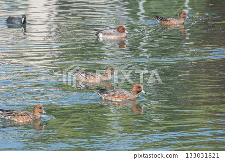 A flock of Wigeon swimming in the Lake Biwa Canal, Kyoto City A flock of Wigeon swimming in the Lake Biwa Canal, Kyoto City 133031821