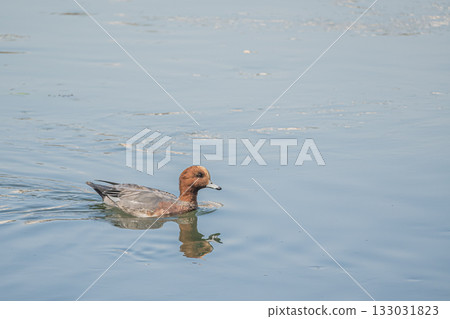 京都琵琶湖運河中游弋的野鴨 133031823