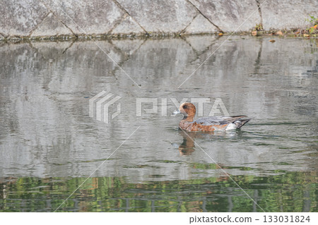 Wigeon swimming in the Lake Biwa Canal, Kyoto City 133031824