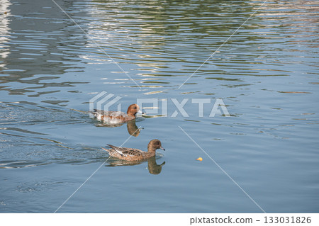 Wigeon swimming in the Lake Biwa Canal, Kyoto City 133031826