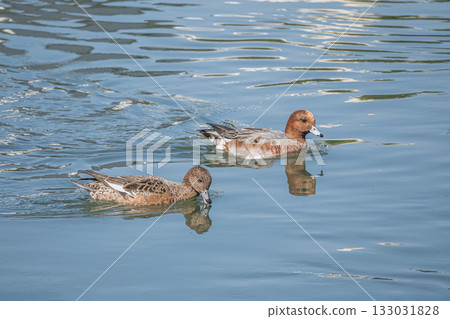 Wigeon swimming in the Lake Biwa Canal, Kyoto City Wigeon swimming in the Lake Biwa Canal, Kyoto City 133031828