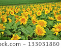 Sunflower field 133031860