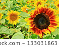 sunflower	 133031863