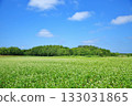 Summer sky and buckwheat field 133031865