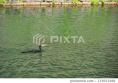 京都市琵琶湖運河大鸕鶿 133031898