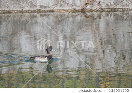 A tufted duck swimming in the Lake Biwa Canal, Kyoto City A tufted duck swimming in the Lake Biwa Canal, Kyoto City 133031900