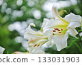 Lily 133031903