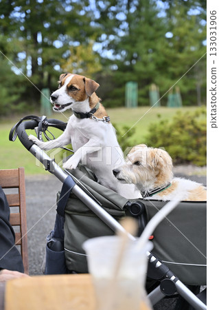 午餐時間，在咖啡館的露臺上：兩隻傑克羅素梗犬 133031906