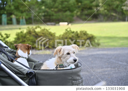 午餐時間,在咖啡館的露臺上:兩隻傑克羅素梗犬 午餐時間,在咖啡館的露臺上:兩隻傑克羅素梗犬 133031908