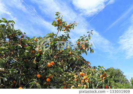 藍天和結果子的柿子樹 133031909