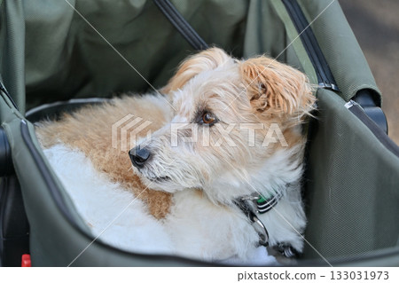傑克羅素梗犬（粗毛）坐在狗車裡 133031973