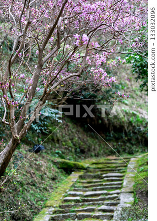Photographed the grounds of Shindo-ji Temple in Kizugawa City in spring, when the Mitsuba azalea blossoms in full bloom and the mountains turn pink. Photographed the grounds of Shindo-ji Temple in Kizugawa City in spring, when the Mitsuba azalea blossoms in full bloom and the mountains turn pink. 133032096