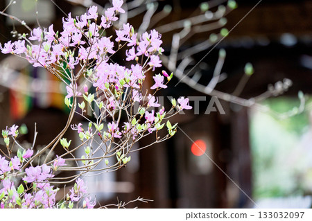 Photographed the grounds of Shindo-ji Temple in Kizugawa City in spring, when the Mitsuba azalea blossoms in full bloom and the mountains turn pink. Photographed the grounds of Shindo-ji Temple in Kizugawa City in spring, when the Mitsuba azalea blossoms in full bloom and the mountains turn pink. 133032097