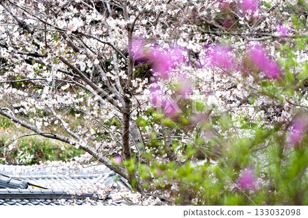 Photographed the grounds of Shindo-ji Temple in Kizugawa City in spring, when the Mitsuba azalea blossoms in full bloom and the mountains turn pink. Photographed the grounds of Shindo-ji Temple in Kizugawa City in spring, when the Mitsuba azalea blossoms in full bloom and the mountains turn pink. 133032098