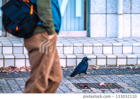 Yokohama cityscape, Japan, early morning. A crow walks on the ground searching for food. It doesn't seem to run away even when commuters pass by. (November 12th) 133032110