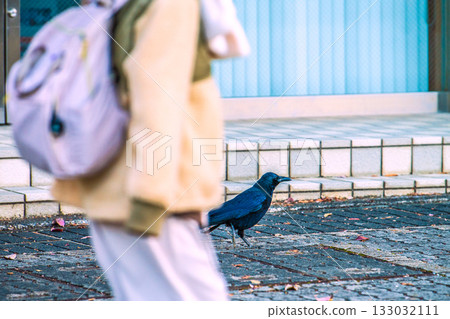 Yokohama cityscape, Japan, early morning. A crow walks on the ground searching for food. It doesn't seem to run away even when commuters pass by. (November 12th) 133032111