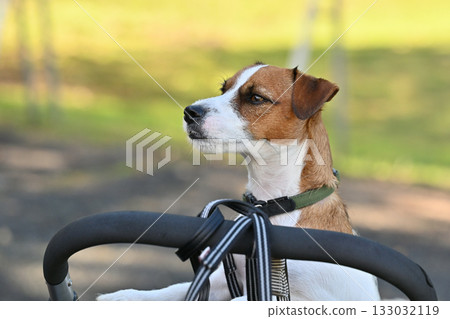 傑克羅素梗犬（短毛）坐在狗車裡 133032119