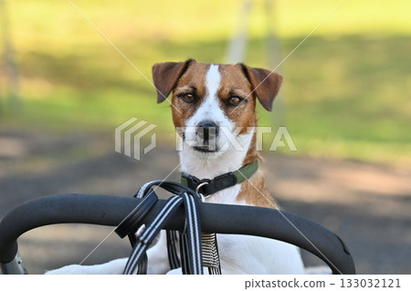 傑克羅素梗犬（短毛）坐在狗車裡 133032121