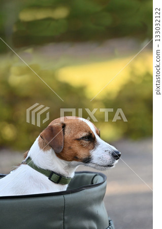 Jack Russell Terrier (smooth coat) walking in a dog cart Jack Russell Terrier (smooth coat) walking in a dog cart 133032122
