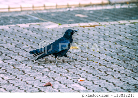 日本橫濱城市景觀，清晨。一隻烏鴉在地上爬行覓食。即使有通勤者經過，它似乎也沒有躲避的意思。 （11月12日） 133032215