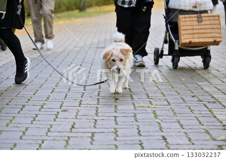 Jack Russell Terrier (rough coat) taking a walk Jack Russell Terrier (rough coat) taking a walk 133032237