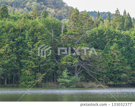 Iwao Ipponsugi, Koka City, Shiga Prefecture Iwao Ipponsugi, Koka City, Shiga Prefecture 133032377