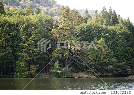 Iwao Ipponsugi, Koka City, Shiga Prefecture 133032388
