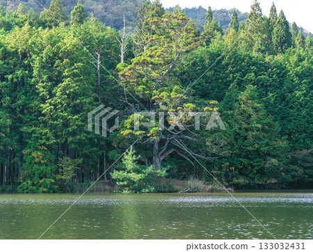 Iwao Ipponsugi, Koka City, Shiga Prefecture 133032431