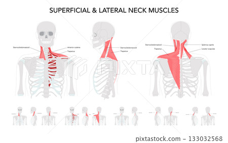 Neck muscle chart, infrahyoid sternohyoid, sternothyroid, thyrohyoid, omohyoid, strap muscles, labeled anatomy, cervical plexus innervation, hyoid movement, larynx, science reference, physiology 133032568