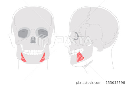 Depressor anguli oris - Human facial muscle diagram that depresses the corners of the mouth contributing to frowning Depressor anguli oris - Human facial muscle diagram that depresses the corners of the mouth contributing to frowning 133032596